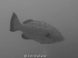 Grouper by Jon Wallace 